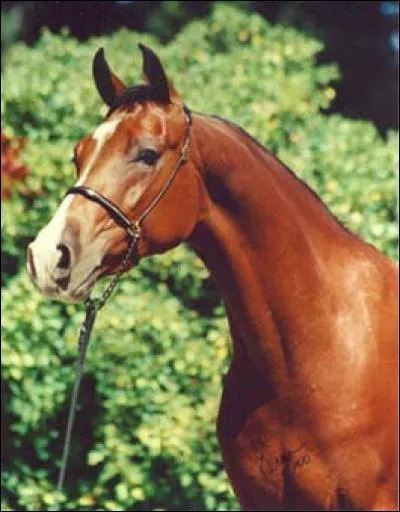 Cherchez lintruse parmi ces parties de la tête du cheval.