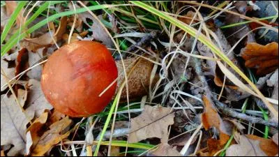 Retrouvez l'interprète de la chanson "Mangez-moi" !