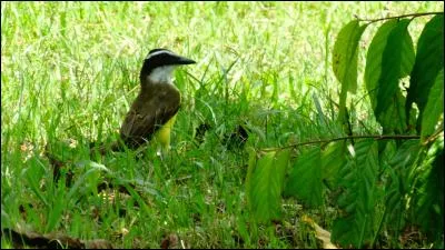 Faites comme lui et trouvez le nom de ce chanteur !