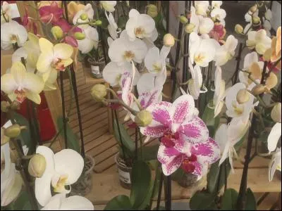 Dans quel film la tueuse signe-t-elle ses meurtres avec cette fleur, dessinée sur le torse de ses victimes ?