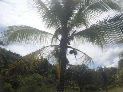 Associez l'arbre à une ville !