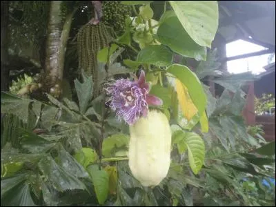 Micro-état insulaire, situé en mer des Caraïbes !