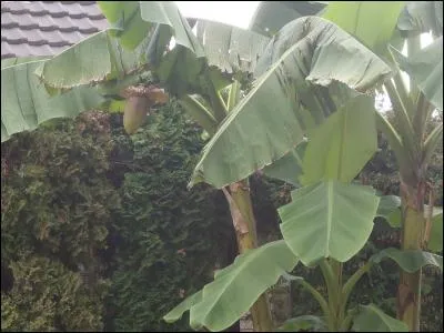 Que voyez-vous au premier plan, sur la photo ?