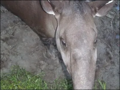 Trouvez le pays suggéré par l'animal !