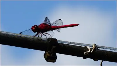 Retrouvez le nom d'un personnage Disney !