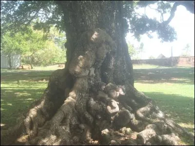 Trouvez le nom de cet arbre des régions tropicales, dont la dernière lettre est un r !