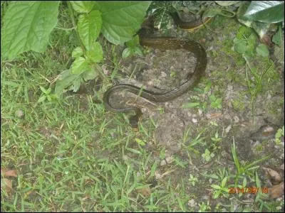 Ce serpent d'Amazonie porte le même nom que celui de ces trois films qui parle du tigre de Tasmanie !