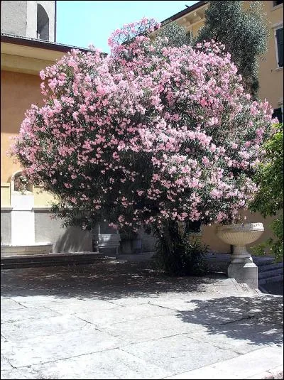 Toutes les parties du "laurier-rose" sont très toxiques.