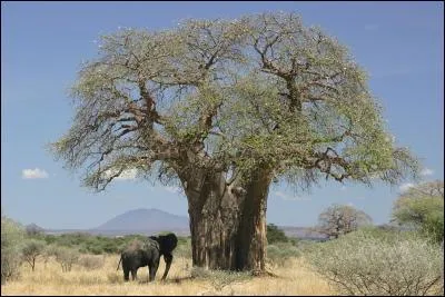 Le fruit du "baobab" est comestible et se nomme le pain de singe.