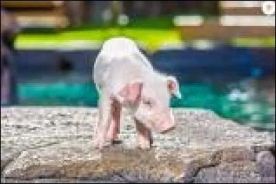 Quel est cet animal ?