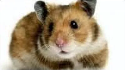 Cet animal est le thème de ce manga ! (Pas très commun comme thème)