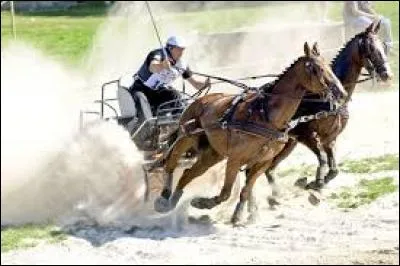 Quelle est cette activité équestre ?