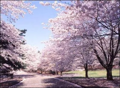 Qui est le "maknae" ?