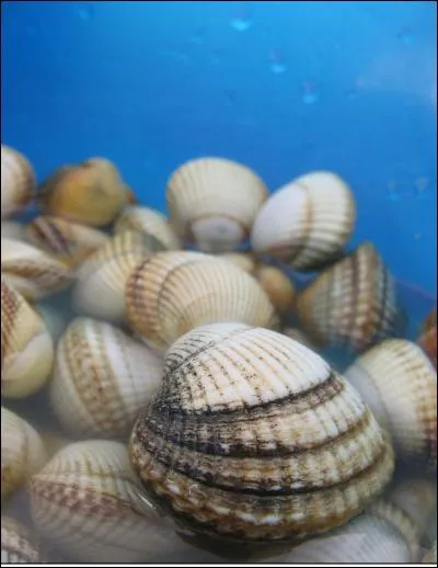 Je fais parfois l'objet d'&eacute;levage dans des entreprises de c&eacute;rastoculture. Je suis :