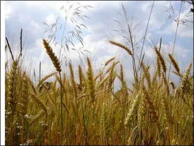Quelle céréale est aussi appelée "blé des Gaulois" ?