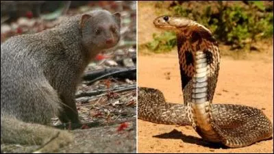 Créature du "Livre de la Jungle", trouvez son nom ! "