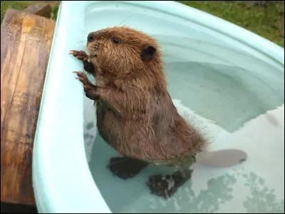 Trouvez ce personnage Disney grâce à ce bébé !