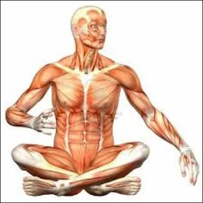 Quel organe du corps humain se compose de lobes qualifiés de frontal, pariétal, temporal et occipital ?