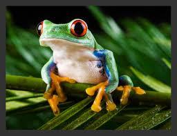 Quiz Animaux