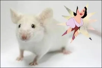 (Puisque certains joueurs n'ont pas de logique, je vous signale qu'il faut cocher la proposition qui n'a pas une faute.)Docteur, je m'appelle Tinilove17, en quel objet la souris que je vais rencontrer demain matin va-t-elle se r&eacute;incarner ?