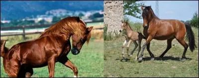 T'as vu comment il « fringue » ? Ce petit promet ! 
Que veut dire « fringuer » ?