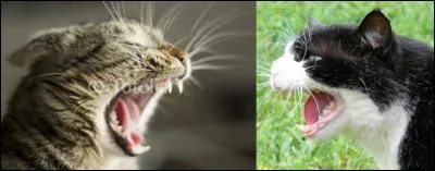 A votre approche, votre animal de compagnie vient de « félir ».
Quel est cet animal de compagnie et que fait-il ?