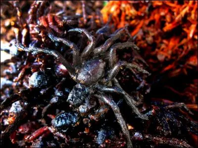 Pour faire passer le tout, rien de tel qu'une petite tarentule frite, n'est-ce pas ?