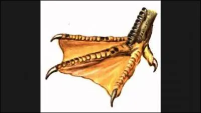 Quel chien a les pattes palmées ?