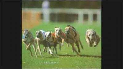 Quel chien peut atteindre 70 kilomètres à l'heure ?