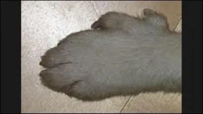 Quel chien a 6 doigts à chaque patte et des conduits auditifs qui se bouchent automatiquement quand il met la tête sous l'eau ?