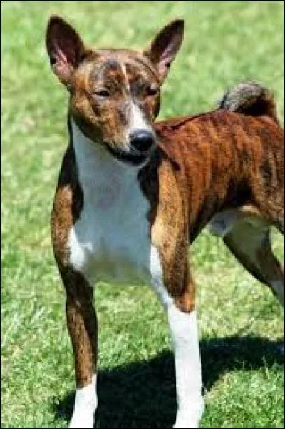 Quel chien n'aboie jamais ?