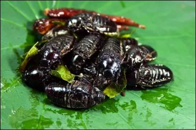 "Mangez, mon gendre, au lieu de déblatérer ! " Mais foi, qu'est-ce ?