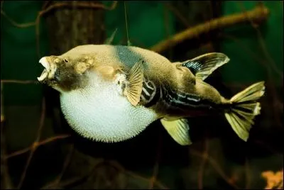 "Attention aux arrêtes, mon très cher gendre ! " Ah bon, pourquoi ?