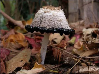 "Avec mon gendre, nous sommes "coprin" comme cochon ! N'est-ce pas ?"