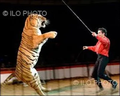 Comment s'appelle celui qui dresse les lions ?