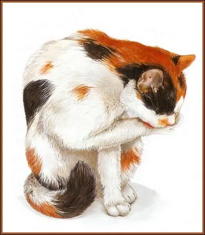 Que signifie l'expression : « Faire une toilette de chat » ?