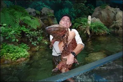 Cette salamandre chinoise n'est qu'un petit spécimen, finalement... Combien peut-elle mesurer et quel âge peut-elle atteindre ?