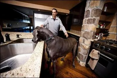 Oh, le chien-chien à sa mémère... Quelle taille peut atteindre (en longueur ! ) ce dogue allemand ?