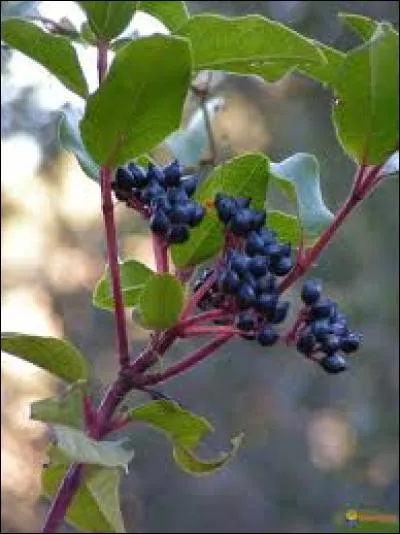 Quel est le pourcentage de baies bleues et noires comestibles ?