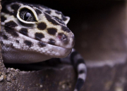 Quiz Les geckos