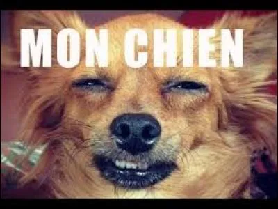 À quelle youtubeuse la chienne Kitty appartient-elle ?