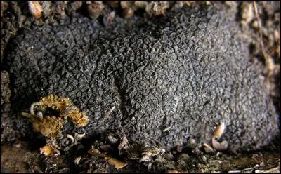 Si vous cuisinez une truffe dite "noire du Périgord", quel nom botanique porte-t-elle ?