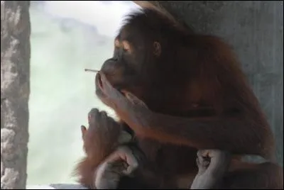 Dans l'Indiana aux États-Unis, une loi interdit aux singes de...