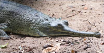 À votre avis, ce crocodile existe-t-il vraiment ?