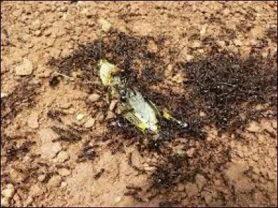 Les fourmis couseuses d'Afrique portent leurs larves dans leurs mâchoires, et se servent de la soie collante que celles-ci sécrètent pour coller les feuilles formant les toits des chambres où elles les déposent.