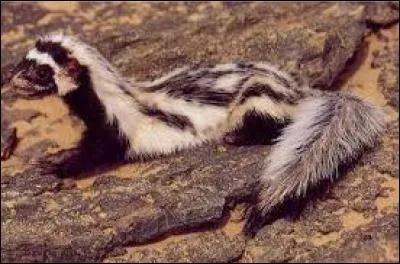 La zorille, genre de belette africaine, est en voie de disparition. Pour éloigner ses ennemis, elle les asperge du contenu nauséabond de ses glandes anales.