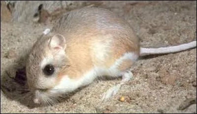 Comme la plupart des animaux des régions arides, le rat-kangourou du désert (Amérique du Nord) a un odorat très développé.