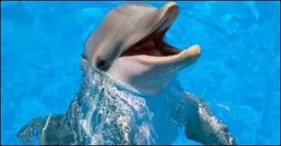 Des animaux ont été utilisés comme auxiliaires de la marine pendant la guerre du Vietnam.