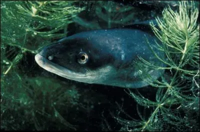 "L'anguille européenne" vit dans les cours d'eau et va pondre ses ufs dans la mer des Sargasses, zone de l'océan Atlantique nord.