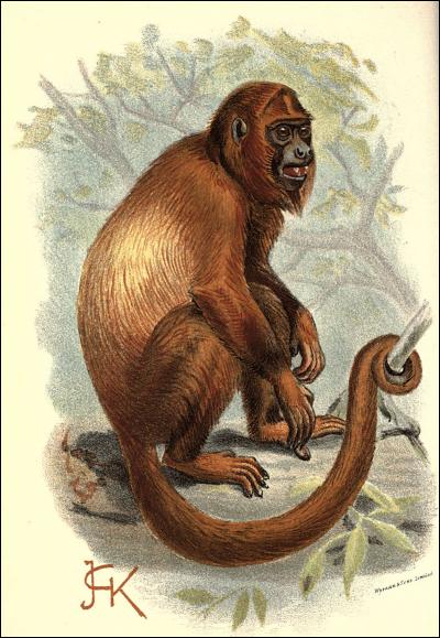 Les "alouates" sont aussi appelés singes hurleurs.